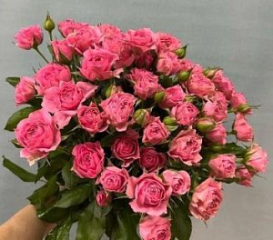 Малиновая кустовая роза Пинк Деменшн